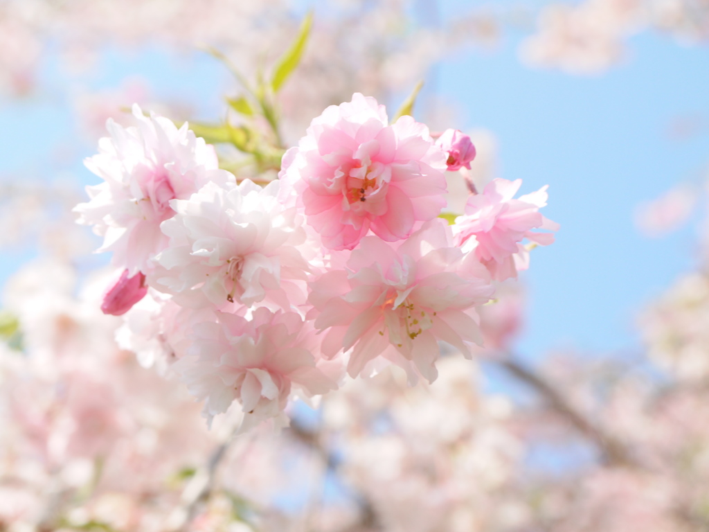 公園の枝垂桜Ⅱ