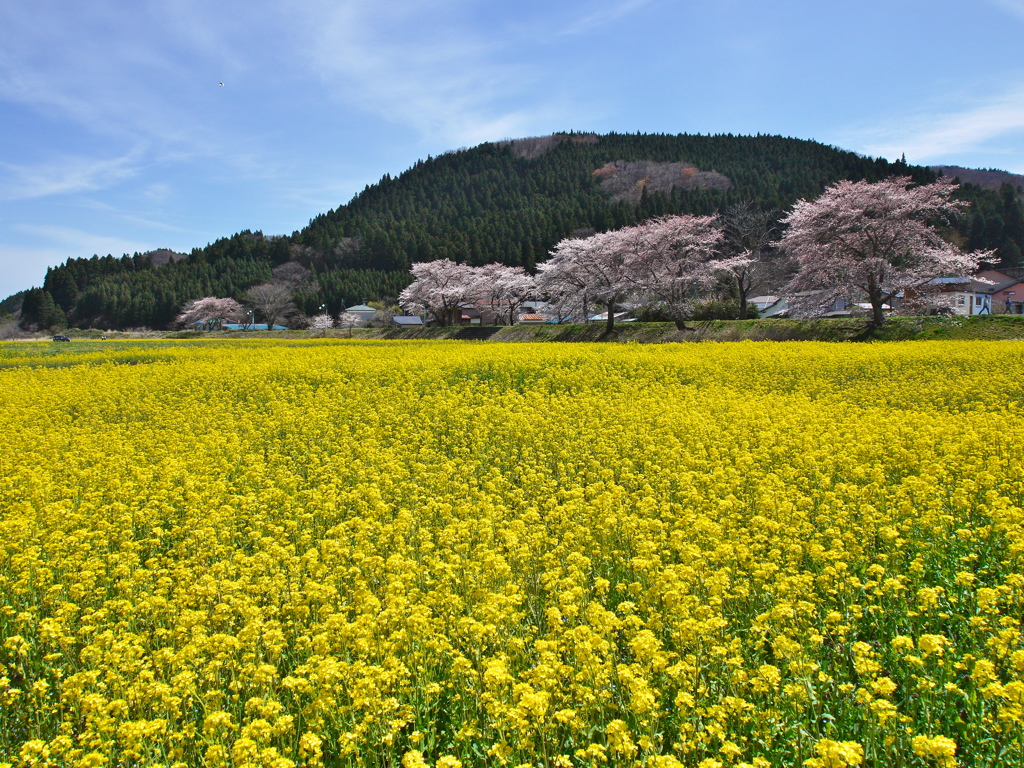 河川敷の菜の花畑2019Ⅱ