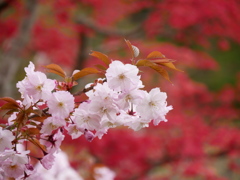 鹽竈神社の桜