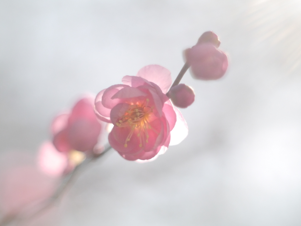 河原の紅梅2024Ⅴ