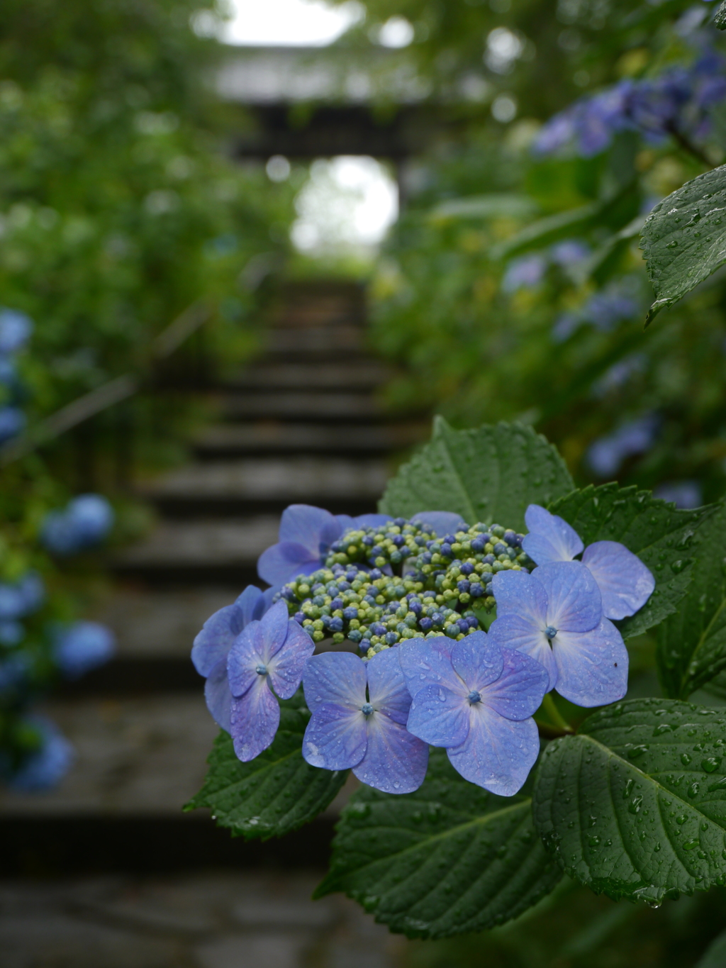 資福寺の紫陽花2017Ⅴ