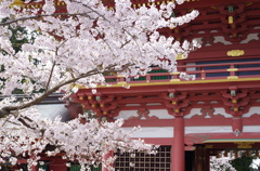 鹽竈神社の桜風景Ⅱ