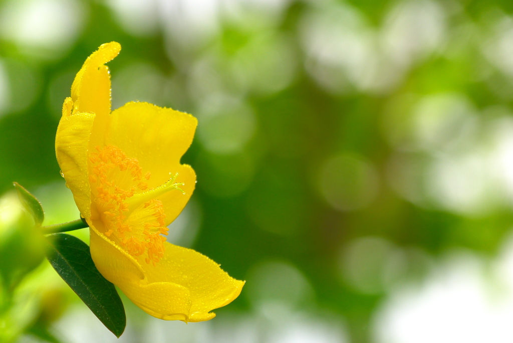 庭のキンシバイ