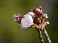 勝手に開花宣言