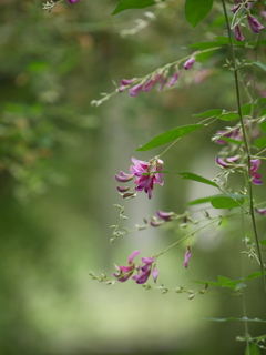 野草園の萩Ⅱ