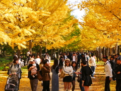 山形県総合運動公園のイチョウ並木2024Ⅱ