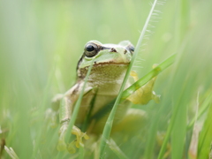 公園のアマガエル