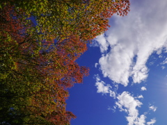 秋空
