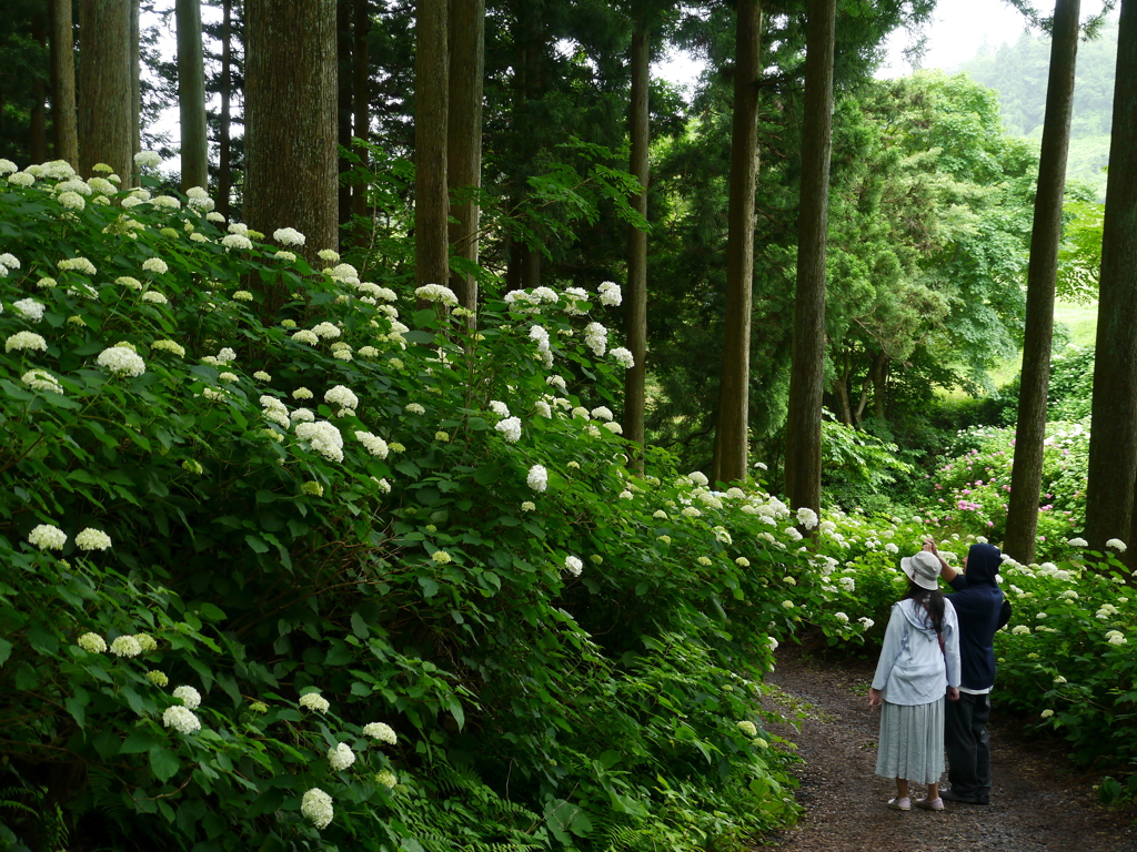 みちのくあじさい園の紫陽花Ⅳ