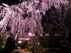 公園の枝垂れ桜2020