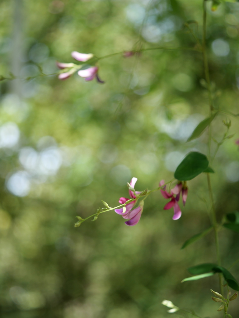 野草園の萩