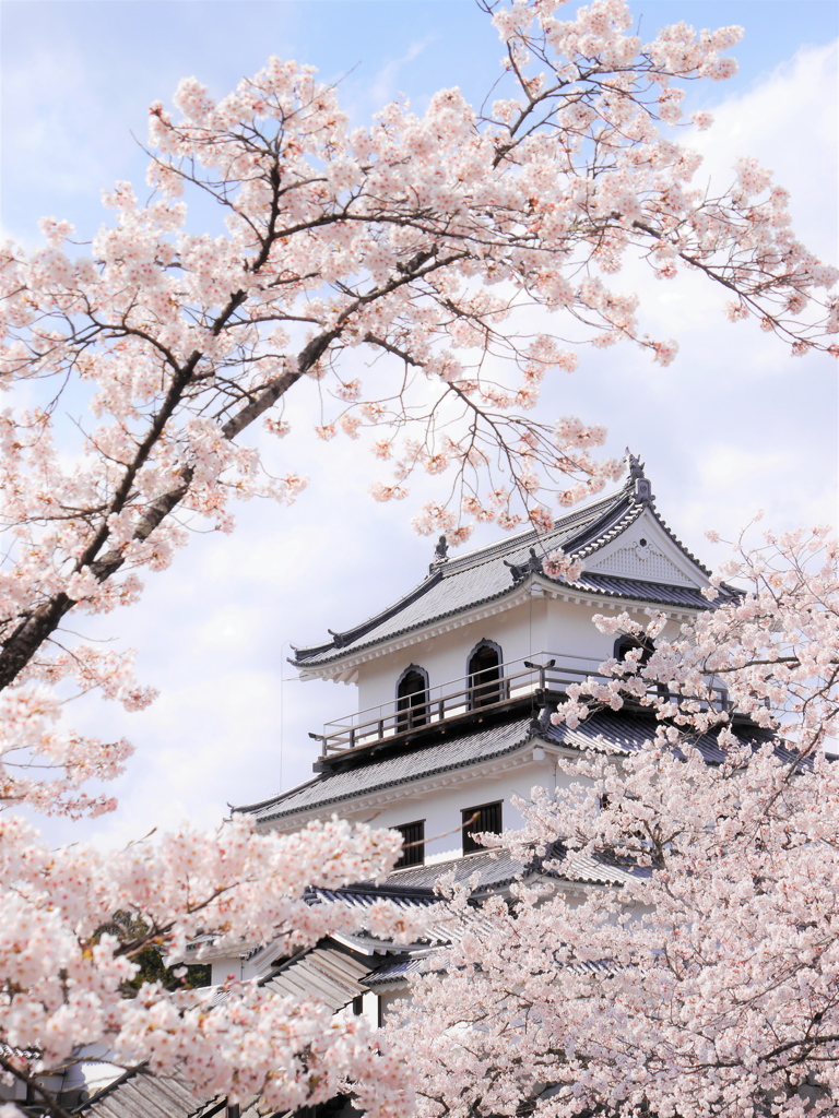 白石城の桜Ⅵ