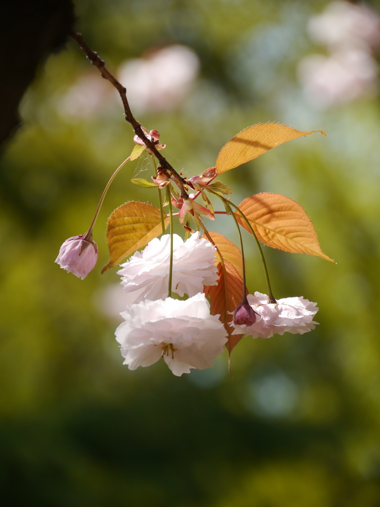 公園の八重桜2024Ⅲ