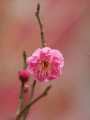 榴岡天満宮の紅梅2026