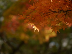 公園のモミジ2020Ⅶ