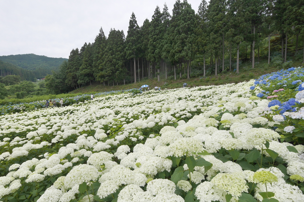 みちのくあじさい園の紫陽花2024Ⅹ