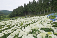 みちのくあじさい園の紫陽花2024Ⅹ