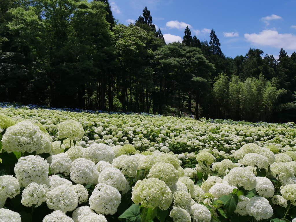 みちのくあじさい園の紫陽花2022Ⅲ