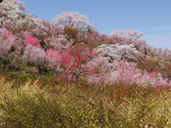 花見山公園2018Ⅲ