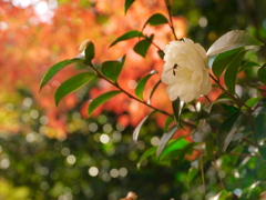 鹽竈神社の山茶花