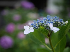 資福寺の紫陽花2023Ⅷ