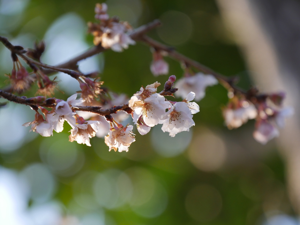 鹽竈神社の四季桜2022