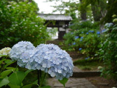 資福寺の紫陽花2021Ⅱ