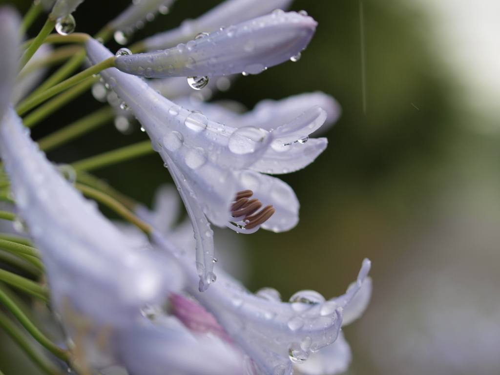 梅雨のアガパンサスⅡ
