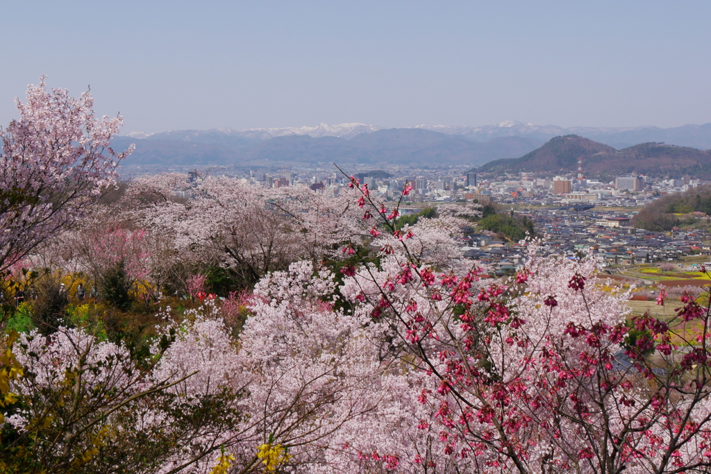 花見山公園2022Ⅴ