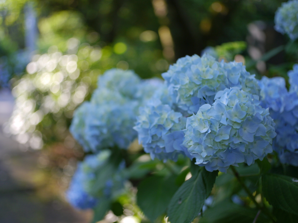 資福寺の紫陽花2022Ⅺ