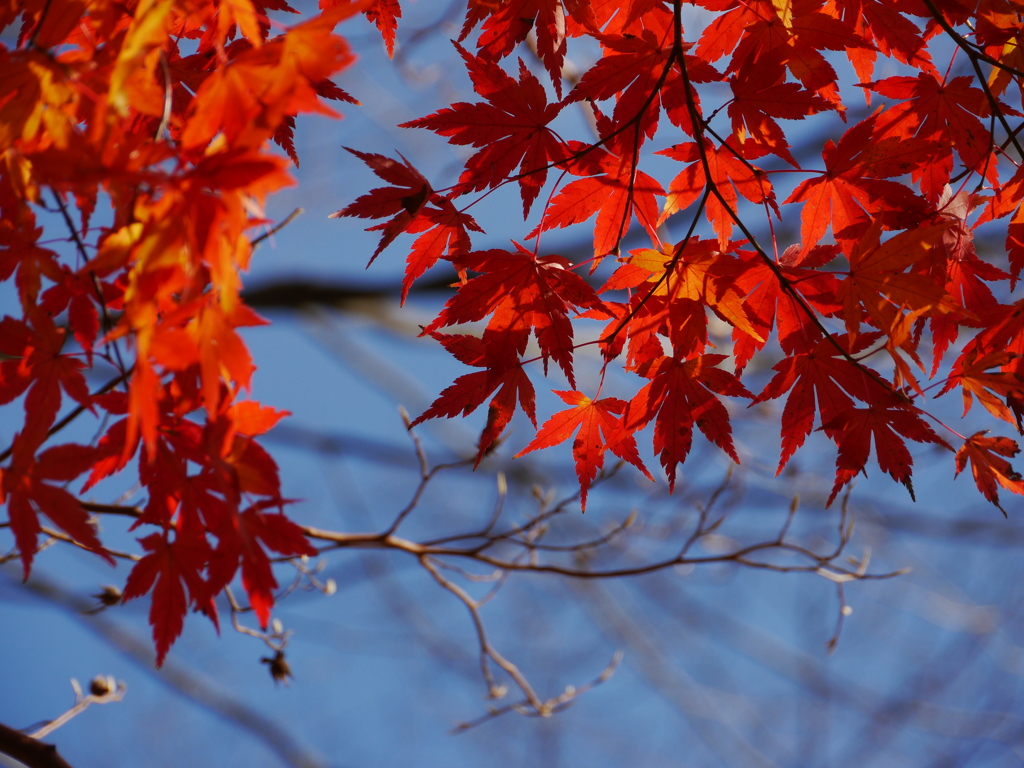 紅葉againⅡ