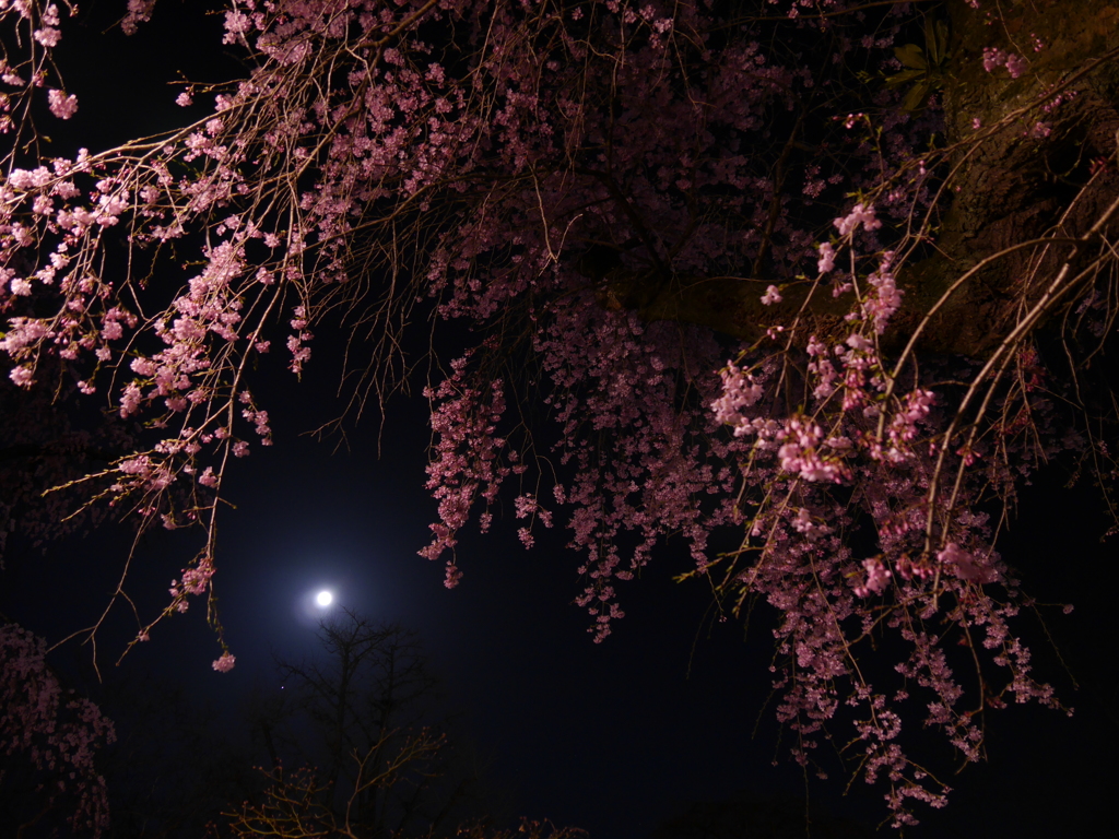 月見桜Ⅲ