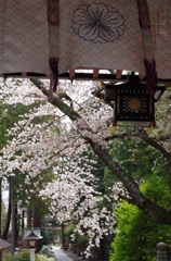 鹽竈神社の桜風景Ⅴ