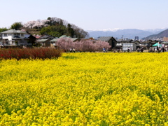 花見山公園2022Ⅹ