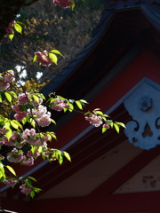 鹽竈桜2014Ⅱ