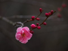 河原の紅梅