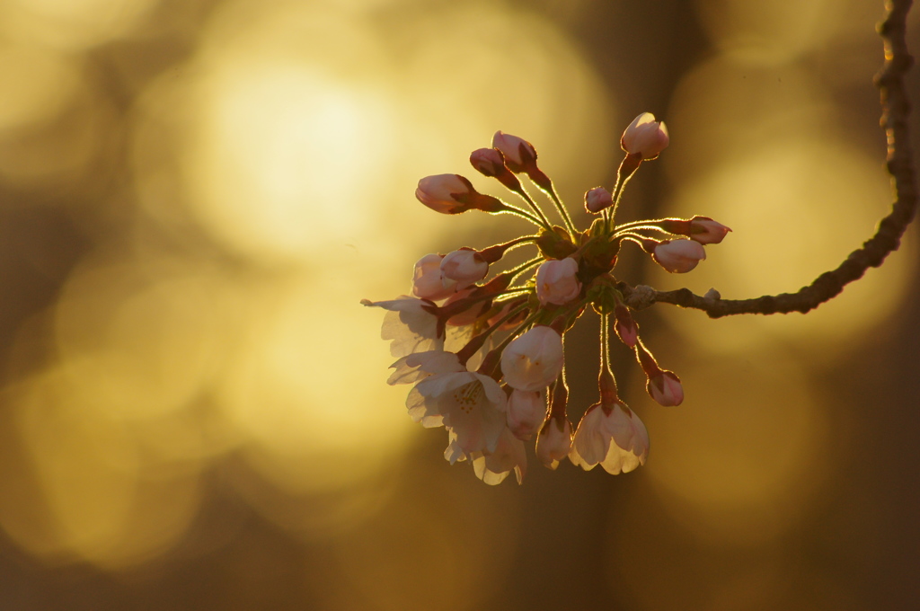 夕照桜