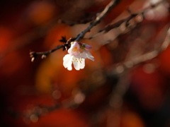 鹽竈神社の四季桜2016Ⅴ