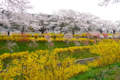 一目千本桜2025Ⅳ