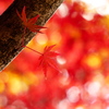 紅葉