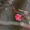 鹽竈神社の紅梅Ⅱ