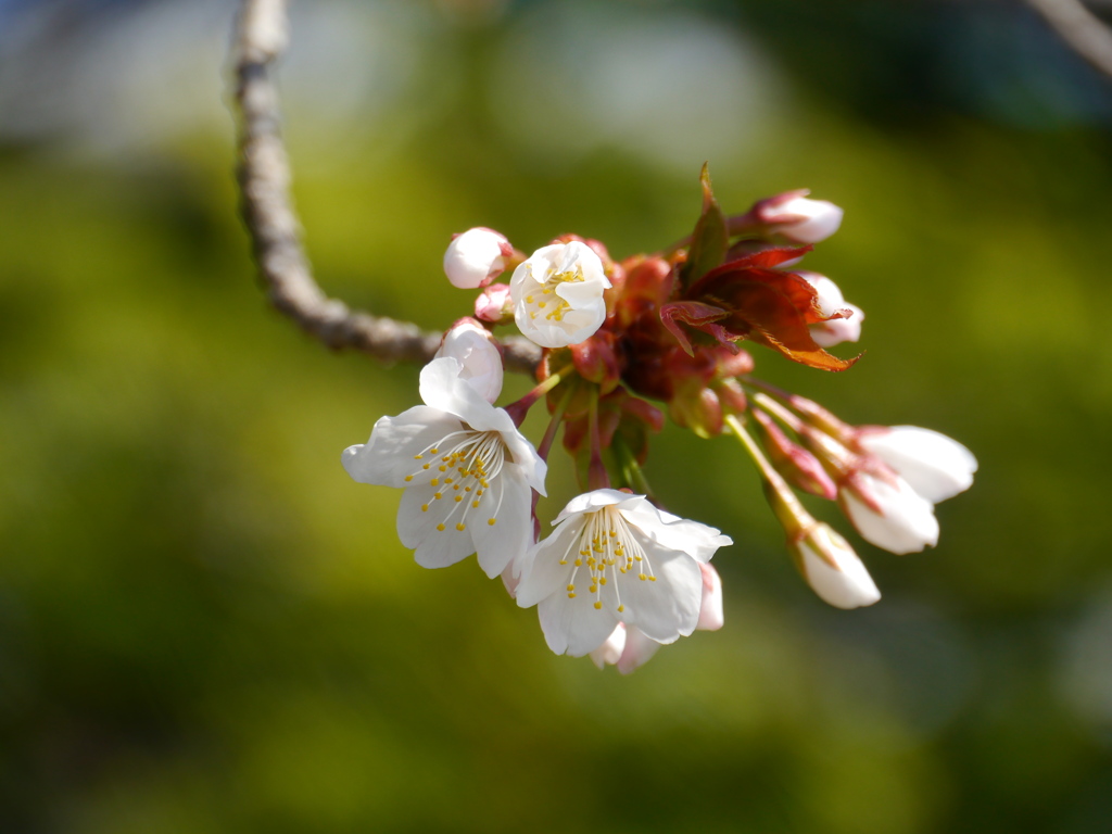 河原の桜Ⅳ