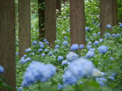 みちのくあじさい園の紫陽花2024Ⅳ