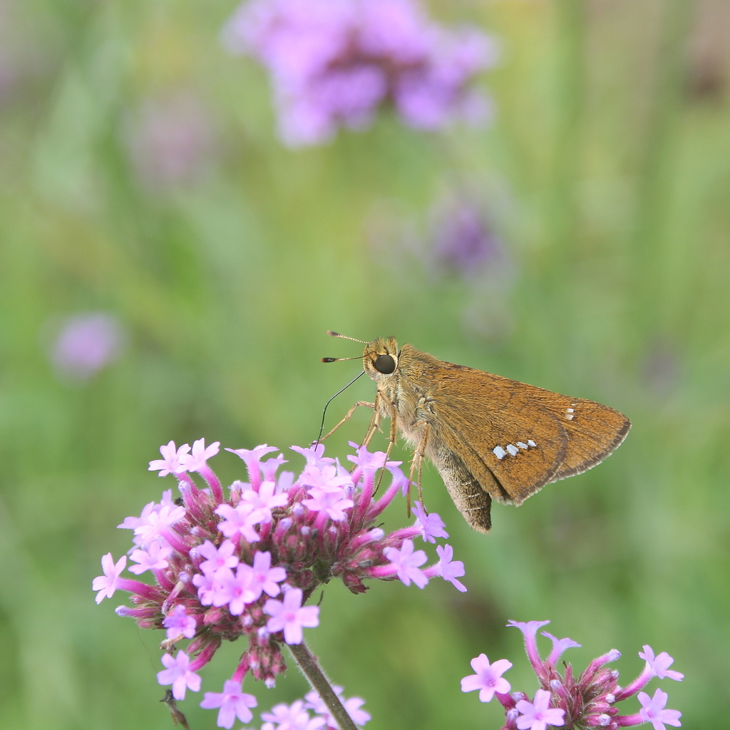 ガーデンのセセリ