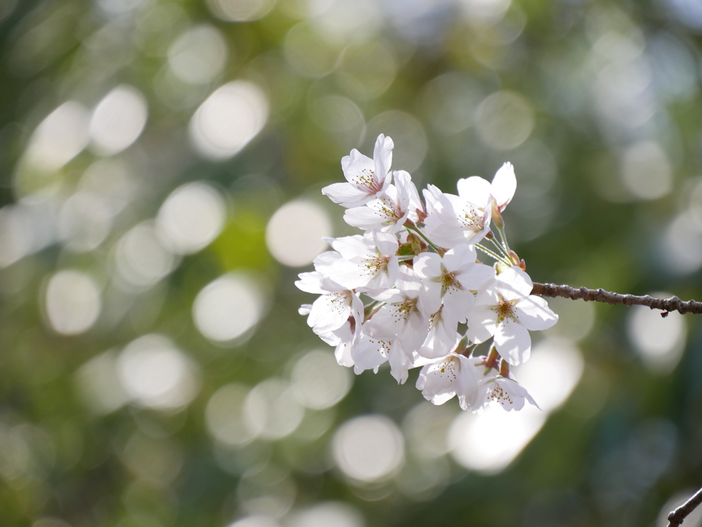 ガーデンの桜Ⅱ