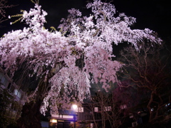 公園のシダレザクラ