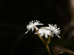 野草園のセリバオウレンⅡ