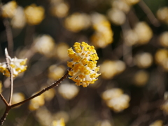 野草園のミツマタ