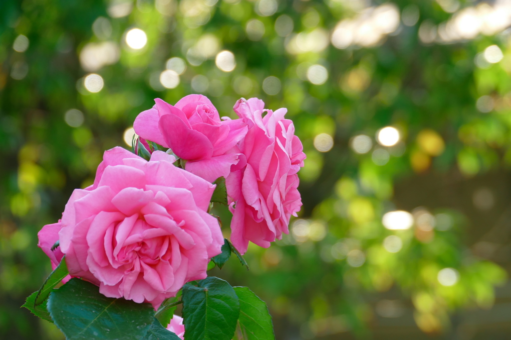 農業園芸センターのバラ