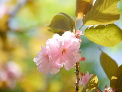 公園の八重桜